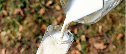 Kaya akan Nutrisi Alami, Yuk Cari Tahu Apa Saja Manfaat Mengonsumsi Susu Segar!